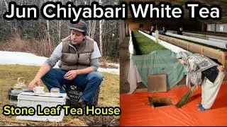 Jun Chiyabari White Tea from stone leaf tea house #cha #gongfucha #podcast #chinesetea #tea