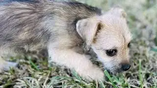Brutus the Tiny, Mighty Terrier