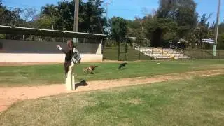 Saluki vs whippet coursing 2