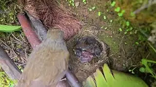 A starving cuckoo is saved by parents—but the cuckoo still pushes their chicks 杜鹃鸟快要饿死的时候，鸟爸鸟妈救了它
