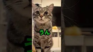 「うん」が可愛いすぎる保護猫ピノちゃま❤️ママ褒めまくる😂❤️ #保護猫 #猫