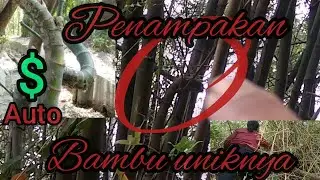 penemuan bambu unik songgo langit belalai gajah