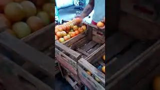 Embalador de Primera