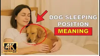 12 Secrets Behind How Dogs Sleep (What Owners Miss Every Day)