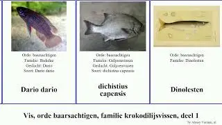 Vis, orde baarsachtigen, familie krokodilijsvissen, deel 1 fish dario nama orientalis capensis