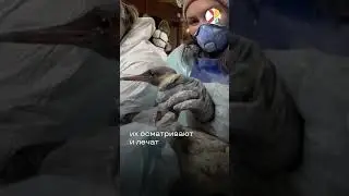Сотни волонтеров спасают диких птиц на черноморском побережье
