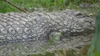 Crocodile, #NATURE #WILDLIFE #ANIMALS #SONYA6700 #4K #4kwildlife, #SONY4K, #sigma, Munda Wanga,