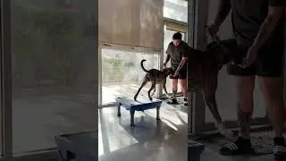Struggling With Your Dog Indoors? Learn How to Teach the PLACE Command to Your Companion Pet