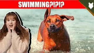 DO RIDGEBACK LIKE SWIMMING?