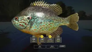 RF4 - Trophy Pumpkinseed Sunfish - 483g