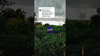 Tali Kuda Terbang #paktani #tipsberkebun #cabai