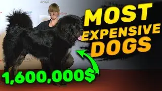 Top 18 Most Expensive Dog Breeds | Dog List