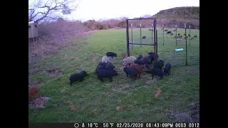 Wild Pig Trapping Tutorial - Session 3 - Unframed Panels