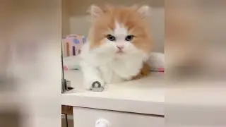 These cute kittens will make your day feel much better