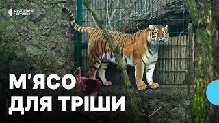 Показова годівля тигриці у Черкаському зоопарку