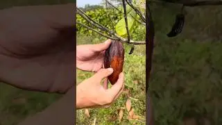When to pick Cacao | Hawaii