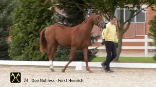 Hanoverian Stallion Licensing 2016 No  24 by Don Nobless F&uuml;rst Heinrich