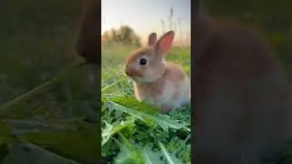 Adorable Country Bunny Enjoys Fresh Herbal Delights