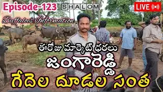 జంగారెడ్డి దూడల గేదెల సంత | Jangareddi Buffalo Market | Jangareddi Buffaloes Calfs Info @jainkisan 
