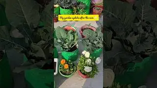 My garden after the rainfall | Terrace gardening tips #ytshorts #shorts