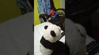 panda vive