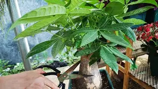 春季养发财树，在这个位置剪上一刀，枝多叶茂长爆盆