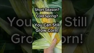 Short Season? Cold Spring? You Can Still Grow Corn!  #growyourown #coldclimategardening #corn