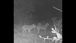Browning Trail Camera Predator Video Compilation South Central Kentucky