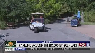 You can travel by golf cart at the North Carolina Zoo