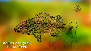 Discover the Parks - Spangled grunter
