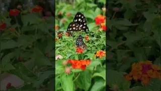nabi ki pyari baatein ll ahdees tilawat ll islamic quotes ll hindi poetry ll shorts vdo ll emotiona