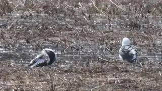 Lesser Black Back Gulls, McCully Back Rd
