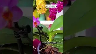 Buy Rare Orchid Plant Online #flowers #plants #gardening #orchidcare #orchid #orchids #phalaenopsis