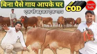 बिना पैसे गाय घर मंगाओ! 😱 आधार कार्ड दो लोकेशन भेजो, पेमेंट घर पहुँचने पर ! 🤟 Cow Cash on Delivery