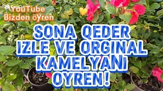 Orginal Kameliya necə olur? Birlikde öyrenek! #kamelia #kameliya