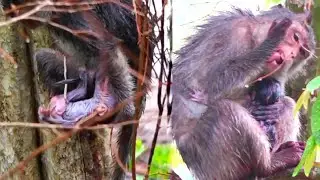 The mother monkey holds her newborn baby monkey and takes it everywhere.