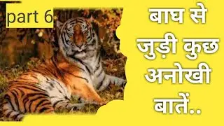 amazing facts about tiger..#shorts  #tiger #ujjwal  #trending #facts #hunter #hunting