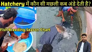 Golden, Katla, Mrigal, Silver Carp,rohu: साल के किस महीने में yah machhliyan Anda Deti Hai?