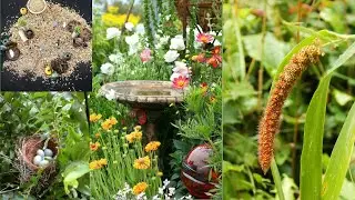 Essential Bird Seed Choices for Your Garden Setup