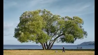 The Broccoli Tree: A Parable