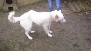 Video035