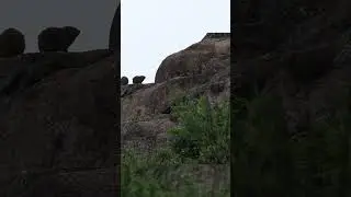 Excited Rock Hyrax #animals #wildlife #nature #rock #hyrax #funny