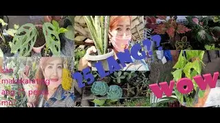 MURANG HALAMAN?SAAN ANG BILIHAN?#PLANTITO #PLANTITA..