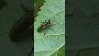 A highly predatory Robberfly will take wasps and sawflies on the wing
