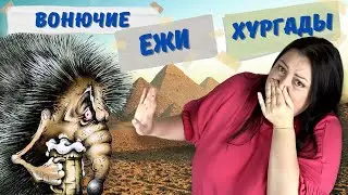 Мошенники и аферисты Хургады. Египет 2023.