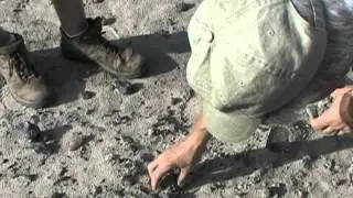 KOOBI FORA FIELD SCHOOL: FOSSILIZED HYOID BONE w/CUT MARKS DISCOVERY