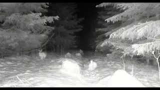 Зайцы, лиса, кабан и зимний лес в объективе фотоловушки