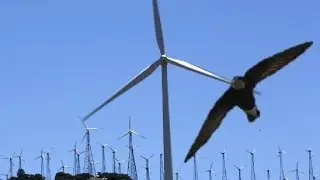 British birdwatchers witness rare swift fly into wind turbine