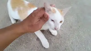 Beloved little kitten Popo