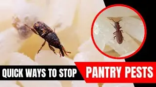 How to Get Rid of the Most Common Pantry Pests?